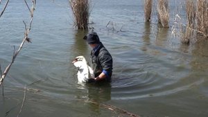 Спасал лебедя запутавшегося в коряжнике с леской