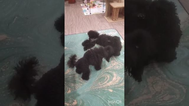 самые лучшие собачки