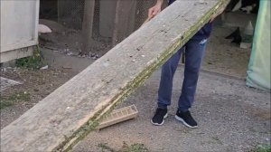 Сельские голуби. 15 09 2022 года, Беслан продолжение в гостях у Алана.