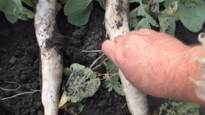 Уборка и обрезка редьки и дайкона