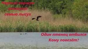 Нападение чёрного коршуна на семью лысух с пятью птенцами, которым несколько дней. РО, 30.05.24