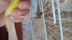 Птенцы канарейки.