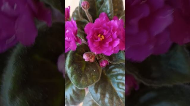 Сортовая фиалочка (сенполия) Чужая Жена селекции А.В. Дейкун. Для заказа пишите WhatsApp 89101614167