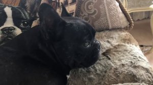 Французский бульдог Марсик поёт...