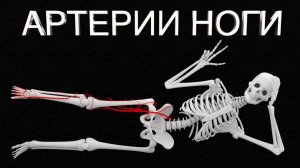 Артерии Нижней Конечности (СХЕМАТИЧНО) | Medanatfarm