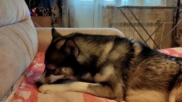 Праздник к нам приходит! смотреть онлайн