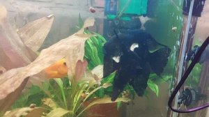 Нерест скалярий в общем  аквариуме.