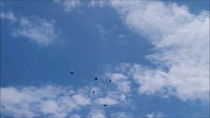 Сельские голуби. 24 06 2022 года часть 2 ,Северная Осетия Беслан в гостях у Алана.8 928 0657055.