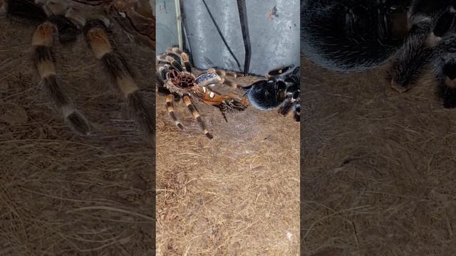 Полиняла паучиха #животные #spider #паукптицеед
