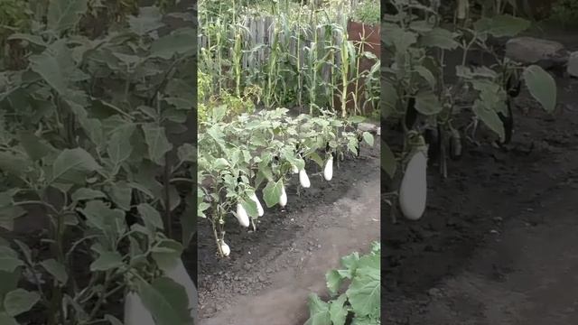 Когда сеять баклажаны на рассаду