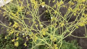 Катран сердцелистный зацвел на второй год 19 июня