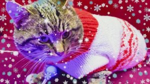 Как связать свитер для кота. Вяжем одежду для животных. Наряды для кошки.
