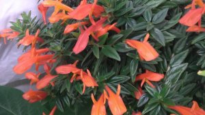 Обзор. Комнатные растения, которые зимуют при пониженных температурах. Мой опыт.