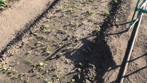 Как я пропалываю сорняки на грядках