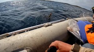 Белое море, кандалакшский залив. День 4. Хороший клев. Горбуши нет.