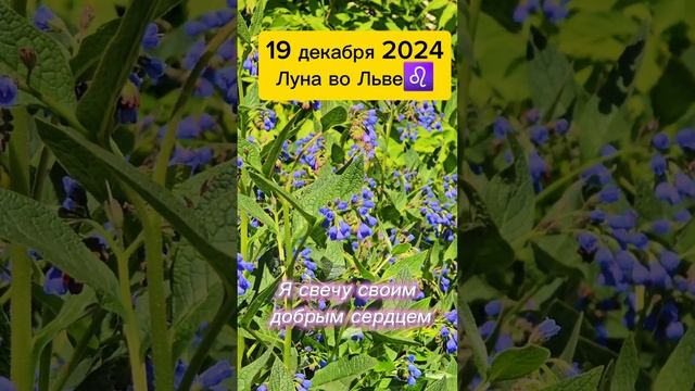 #19декабря2024 #гороскопдня