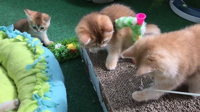 🙀😺😻ИГРЫ ЗОЛОТЫХ КОТЯТ🧡🧡🧡ЗОЛОТАЯ ШИНШИЛЛА БРИТАНЦЫ❤️