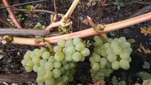Виноград «КРИСТАЛЛ». Виноградник Шакуровых. Ульяновская область