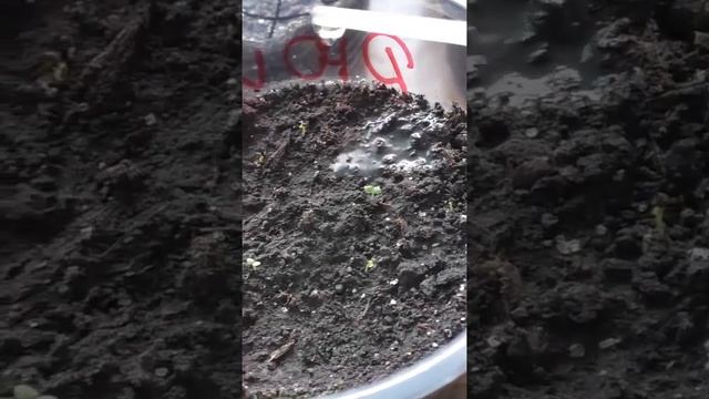 Как поливаю всходы дюшенеи