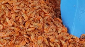 Скадовск рынок.