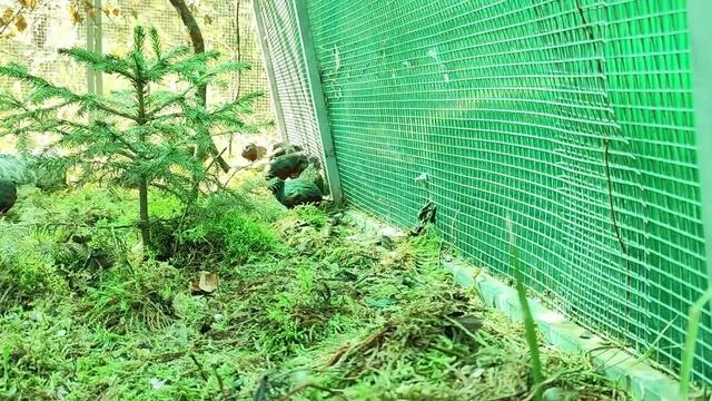 Индюшка Френ и ее приемный павлин