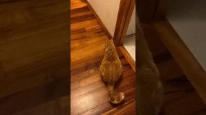 Смешные пушистики Смешные моменты с животными