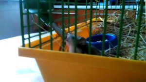 хомяк в клетке😃