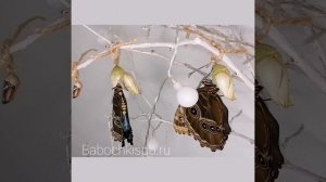 Рождение бабочки Морфо