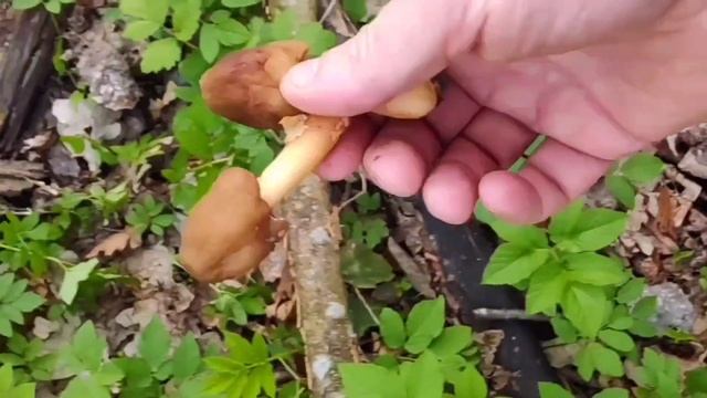 САМЫЙ ГРИБНОЙ ГОД НАЧАЛСЯ! Шапочка сморчковая, Шапочка коническая, Строчок пучковый - ВСЕ ВМЕСТЕ! смотреть онлайн