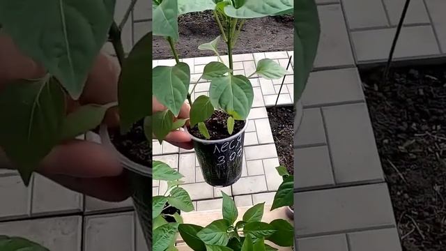 Сорта перцев на рассаду, подготовка семян, какие стаканчики