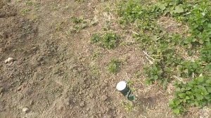 Как выгнать крота с участка