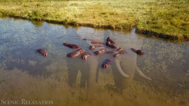 Танзания и Серенгети — живописный фильм о дикой природе с африканской музыкой!