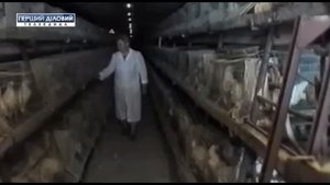 На птицефабрике "Заречье" гибнут птицы