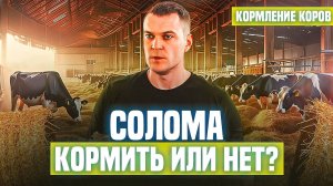 Солома. Кормить или нет?