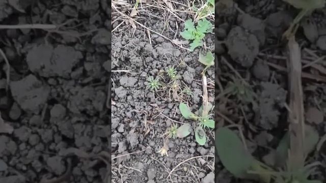Уход за молодыми елками в открытом грунте