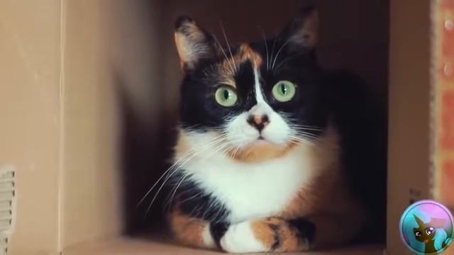 Сливки шоу ритп (rytp) смотреть онлайн