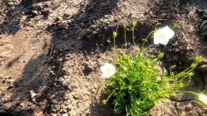 Мой колокольчик карпатский из семян начал цвести, 29 июля.