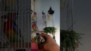 Ручные кореллы, показываю диковатых 2 х месячных корелл- Девочка, Пятнышко