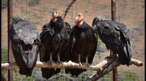 THE LARGEST AND RAREST BIRDS IN NORTH AMERICA: THE CALIFORNIA CONDOR | Extinction to Recovery