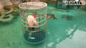 Крокодил нападает человека 🐊