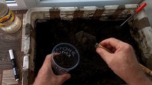 Сею многолетний цветок энотеру на рассаду