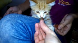 Кот ест виноград