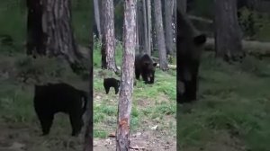 Кот против Медведя. Cat fighting with Bear