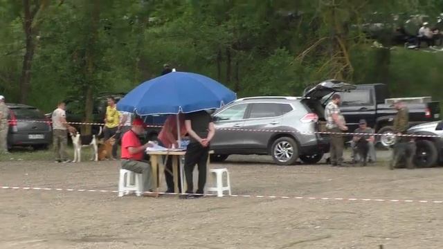 Выставка охотничьих собак.Часть - 1. Город Новоалександровск Ставропольский край.