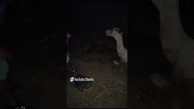 Шарм-эль-Шейх Ужин для верблюда смотреть онлайн