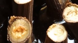 Когда и сколько отмачивать черенки винограда?