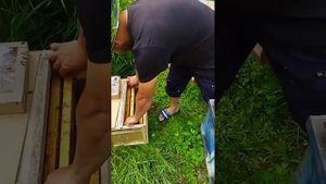 05.05.2022 Формирование пчелопакета 2+2 бакфаст с молодой плодной маткой