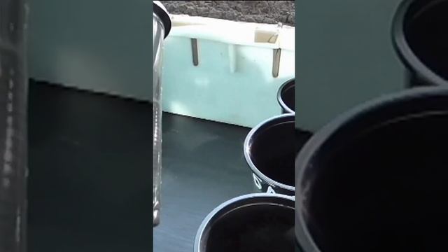 О предпосевной обработке семян и о загущенном посеве баклажанов на рассаду