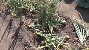 Убираю лук репку сорта Халцедон, итоги урожайности, 23 июля.