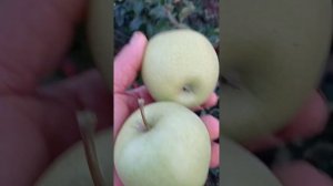 яблоня Голден делишес (Golden delicious)